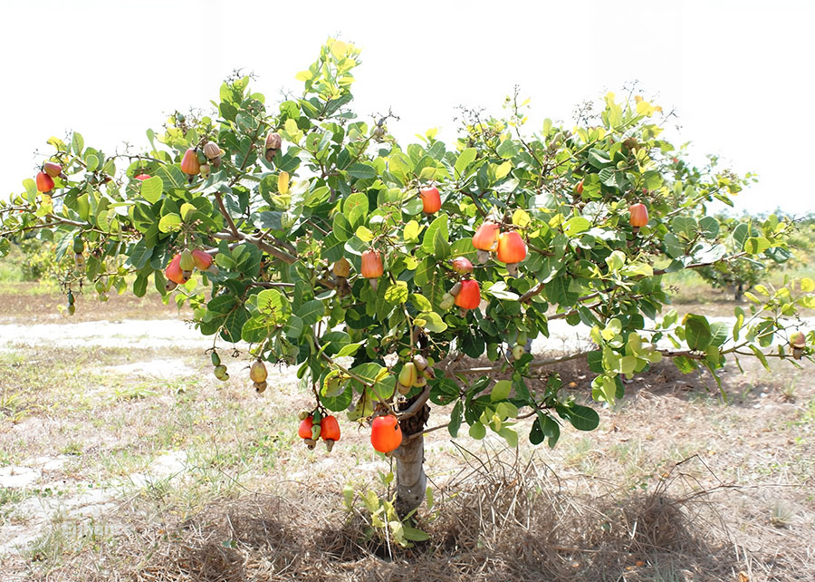 Cajueiro-anão resiste à estiagem e mantém alta produção no Semiárido nordestino